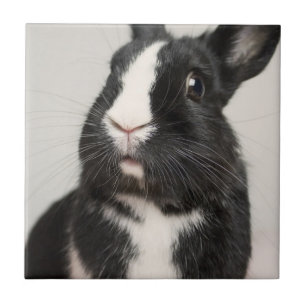 Starled Black and White Bunny Rabbit Kakelplatta
