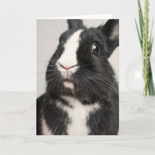 Starled Black and White Bunny Rabbit Kort