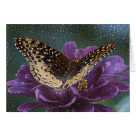 Starlight Butterfly OBS Kort