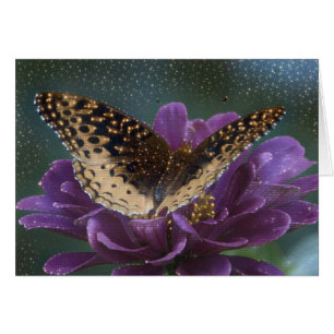 Starlight Butterfly OBS Kort