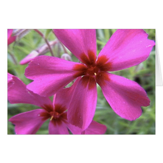 starlight ljus stjärna hälsningskort (Framsidan Horizontal)