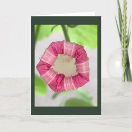 Starlight Mint Morning Glory Blank Kort