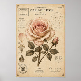 Starlight Rose Victorian Botanical Museumtryck Poster