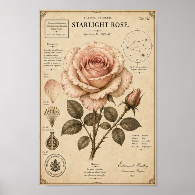 Starlight Rose Victorian Botanical Museumtryck Poster (Framsidan)