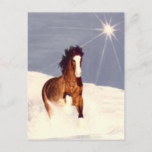 Starlight Springa Vykort