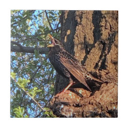Starling Bird Ceramic Tile Kakelplatta