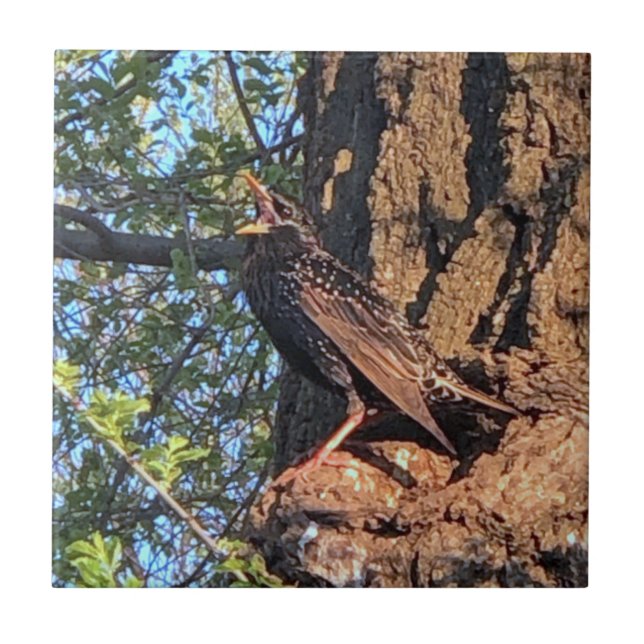 Starling Bird Ceramic Tile Kakelplatta (Framsidan)