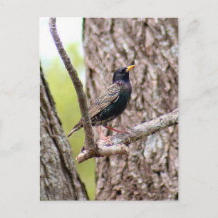 Starling Bird Photo Vykort