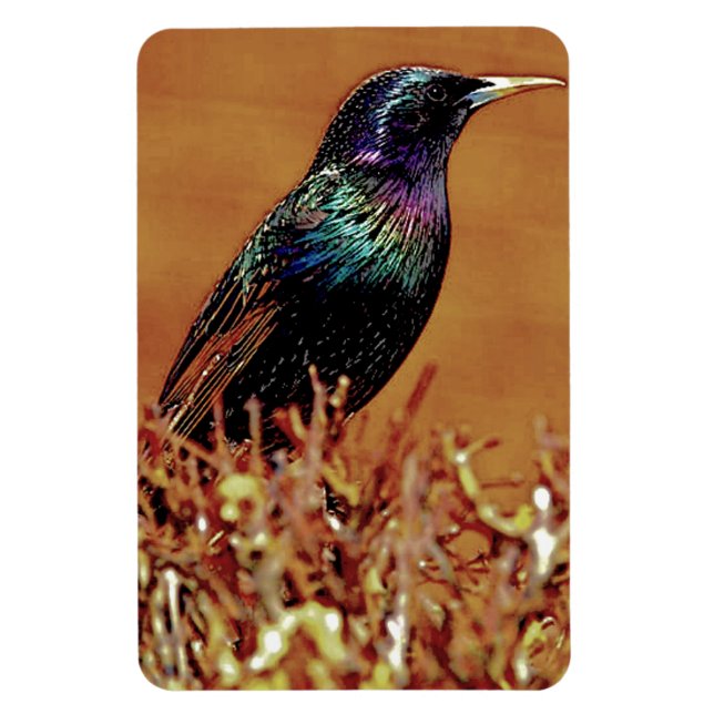 Starling Bird Photograph Magnet (Vertikal)