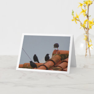 Starling Birds på Takytt Card Kort