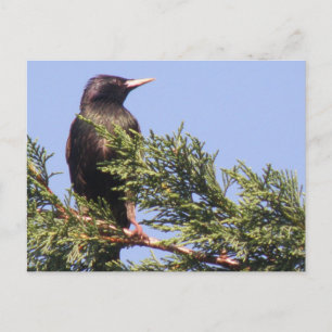 Starling i ett vykort för Spruce Träd