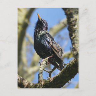 Starling i vykortet Sol DIY Helg Vykort