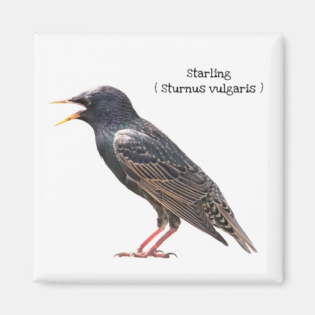 Starling Magnet (Framsidan)