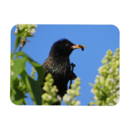 Starling på Lilacs Magnet
