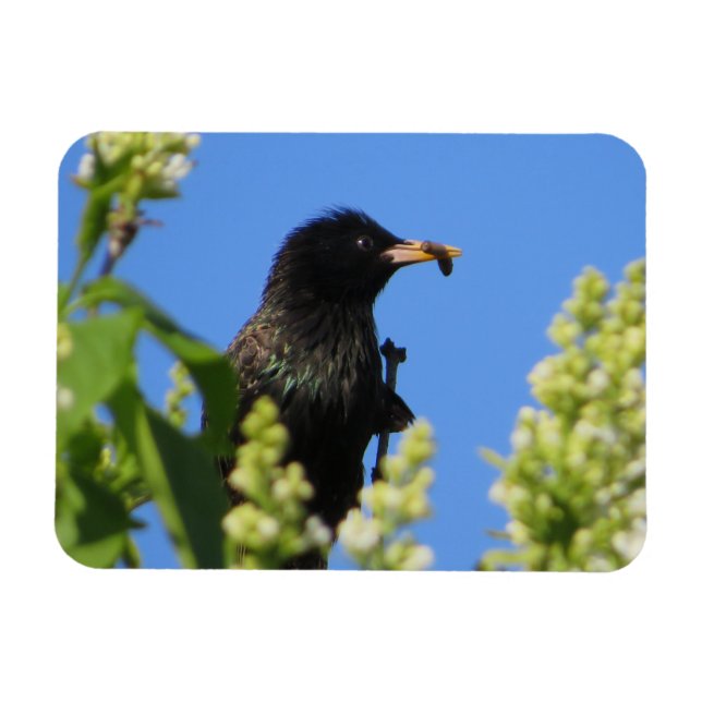Starling på Lilacs Magnet (Horisontell)