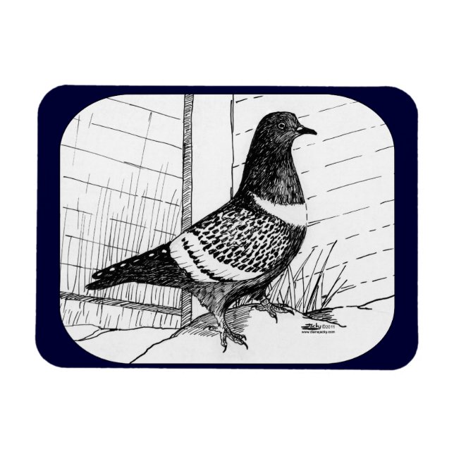 Starling Pigeon 1973 Magnet (Horisontell)