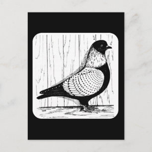 Starling Pigeon Silver-laced 1979 Vykort