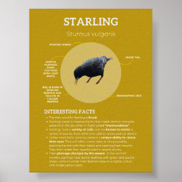 Starling Poster