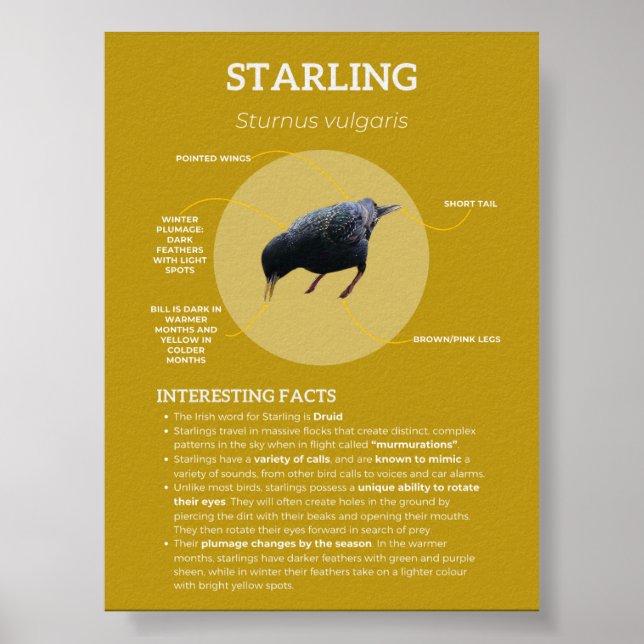 Starling Poster (Framsidan)