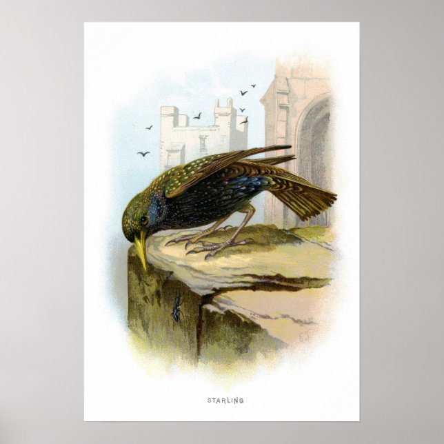 Starling Poster (Framsidan)