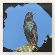 Starling Saguaro Cactus Beval Southwest Bird