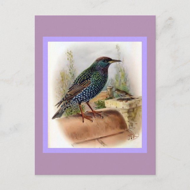 Starling Vintage Bird Illustration Vykort (Framsida)