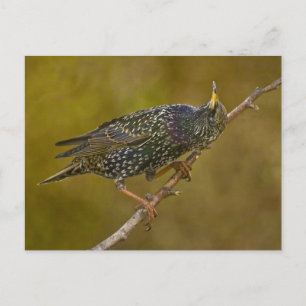 Starling Vykort
