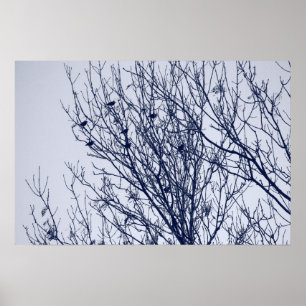 Starlings i Träd Poster