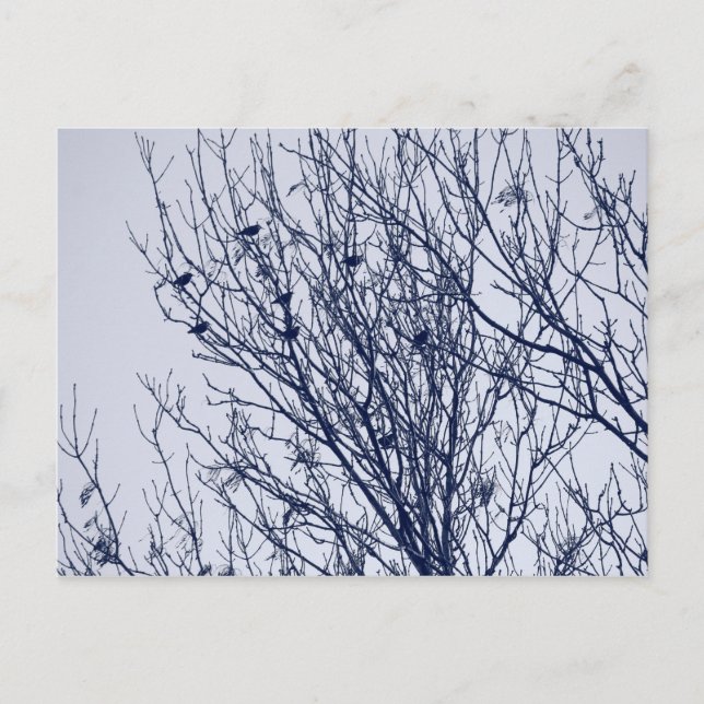 Starlings i Träd Vykort (Framsida)