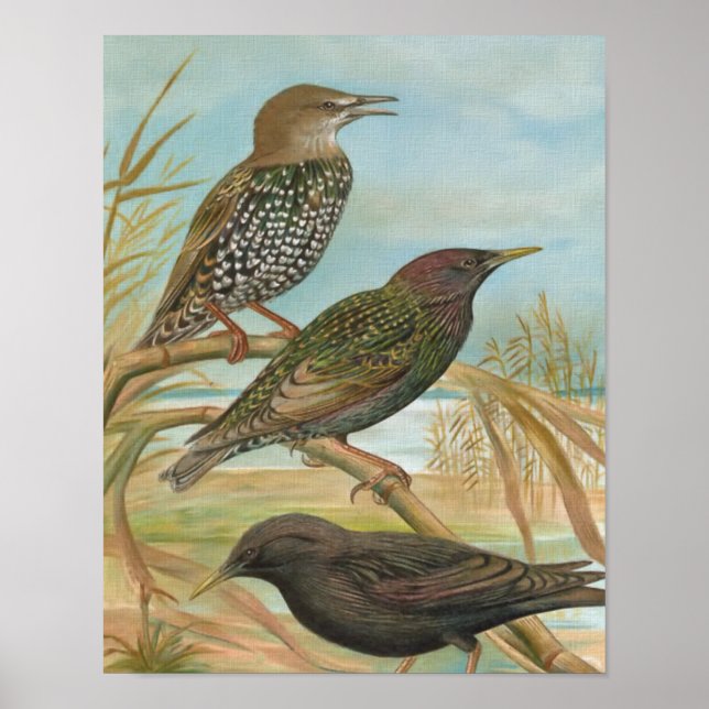 Starlings Vintage Bird Illustration Poster (Framsidan)