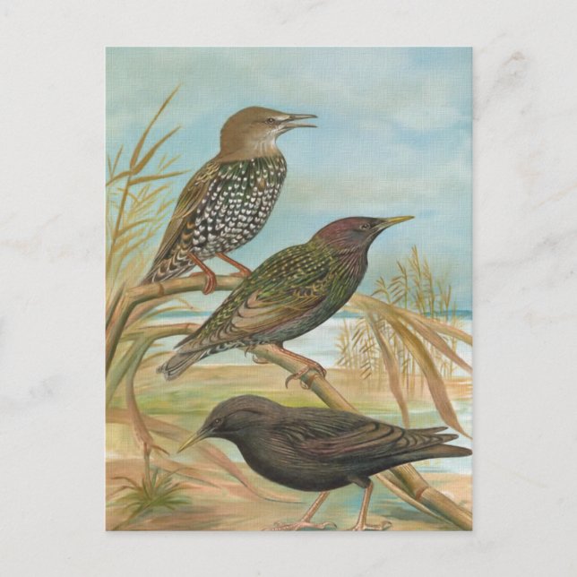 Starlings Vintage Bird Illustration Vykort (Framsida)