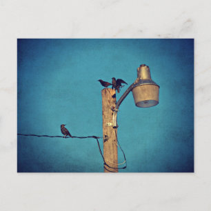 Starlings Vykort