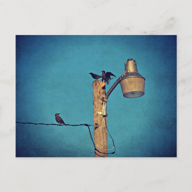 Starlings Vykort (Framsida)