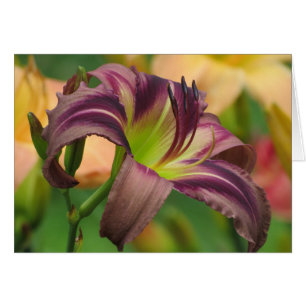 Starmans kvart - Daylily Hälsningskort