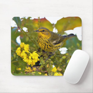 Starning Cape May Warbler Songbird on Mahonia Musmatta