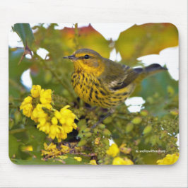 Starning Cape May Warbler Songbird on Mahonia Musmatta