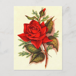 Starning Victorian Röd ros Bouquet Vykort