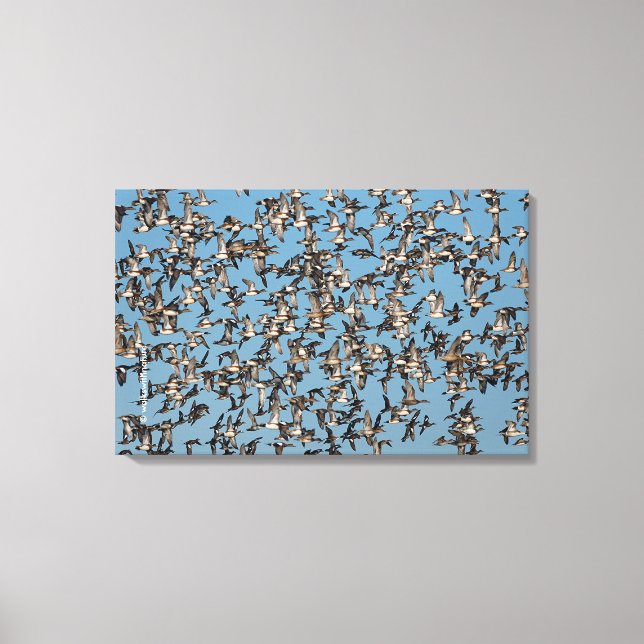 Starning Winter Anka under flygning Canvastryck (Framsida)