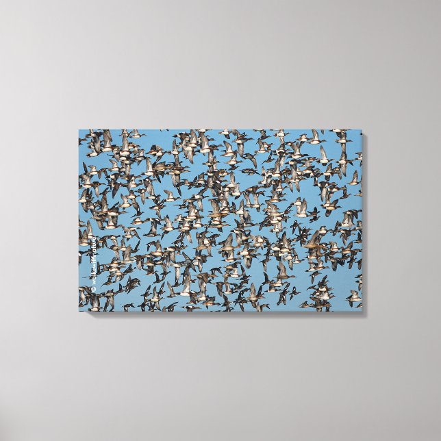 Starning Winter Anka under flygning Canvastryck (Framsida)