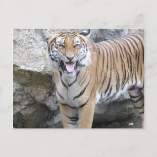 Starong Tiger Vykort