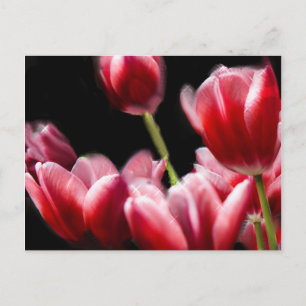 STARRED ROSA TULIPS VYKORT