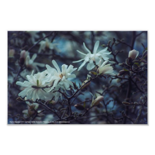 Starry Magnolia 3172 Fototryck (Framsidan)
