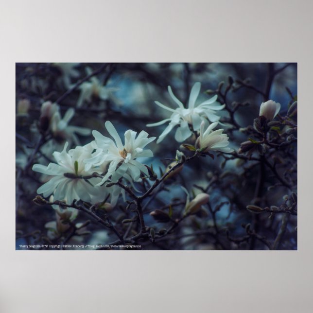 Starry Magnolia 3172 Poster (Framsidan)