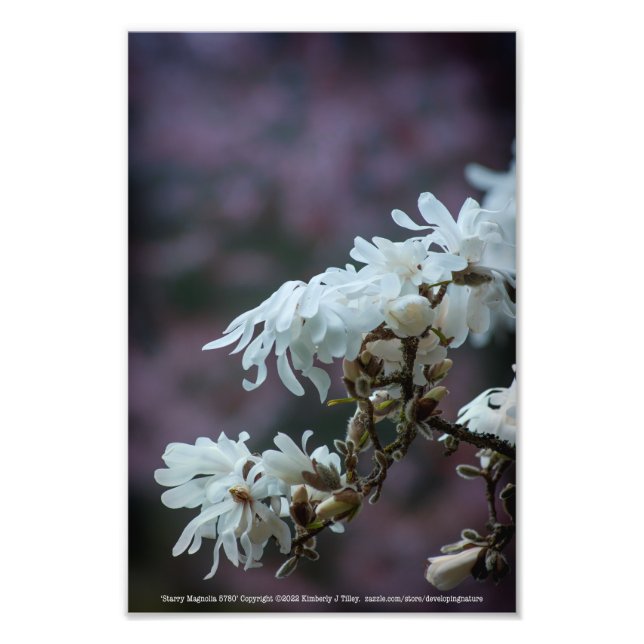 Starry Magnolia 5780 Fototryck (Framsidan)