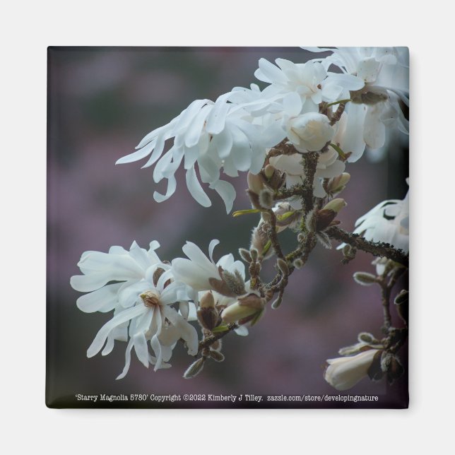 Starry Magnolia 5780 Magnet (Framsidan)