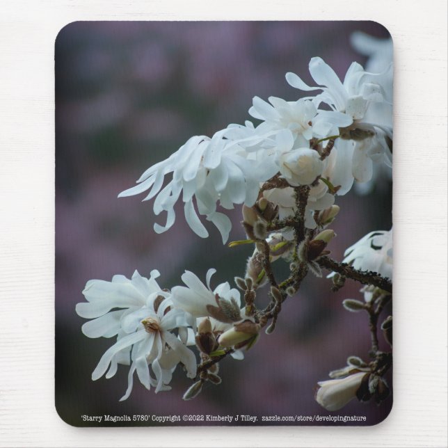 Starry Magnolia 5780 Musmatta (Framsidan)
