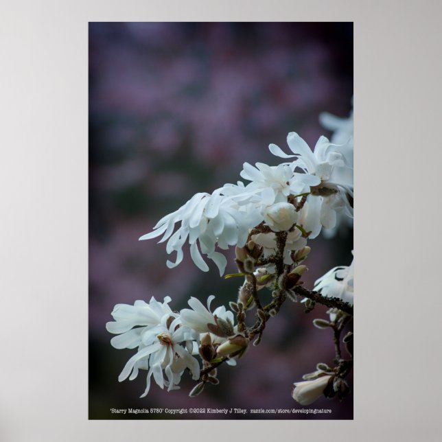 Starry Magnolia 5780 Poster (Framsidan)