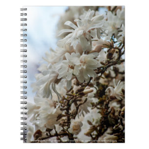 Starry Magnolia 5781 Anteckningsbok