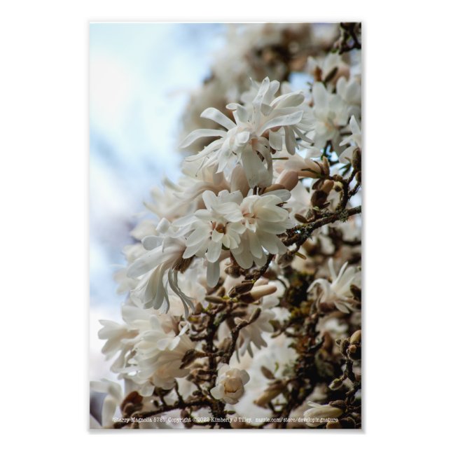 Starry Magnolia 5781 Fototryck (Framsidan)