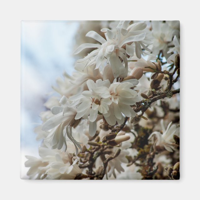 Starry Magnolia 5781 Magnet (Framsidan)